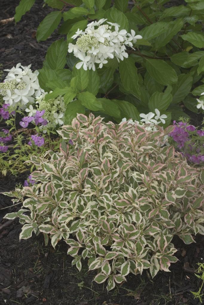Weigela Florida My Monet - View 14 from www redcrocus com
