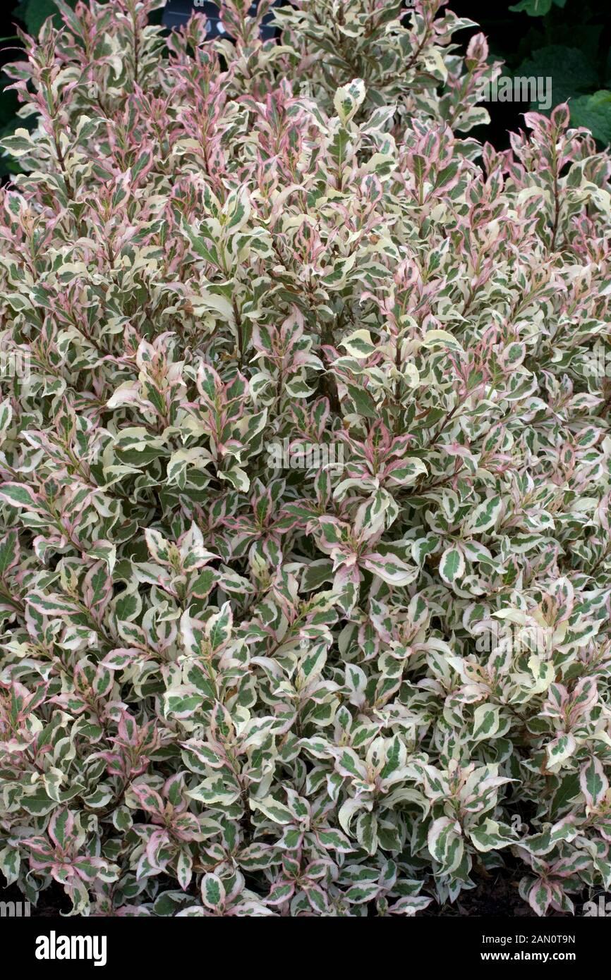 Weigela Florida My Monet - View 15 from www redcrocus com