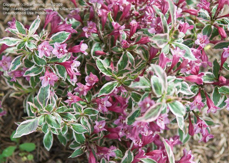 Weigela Florida My Monet - View 16 from www redcrocus com