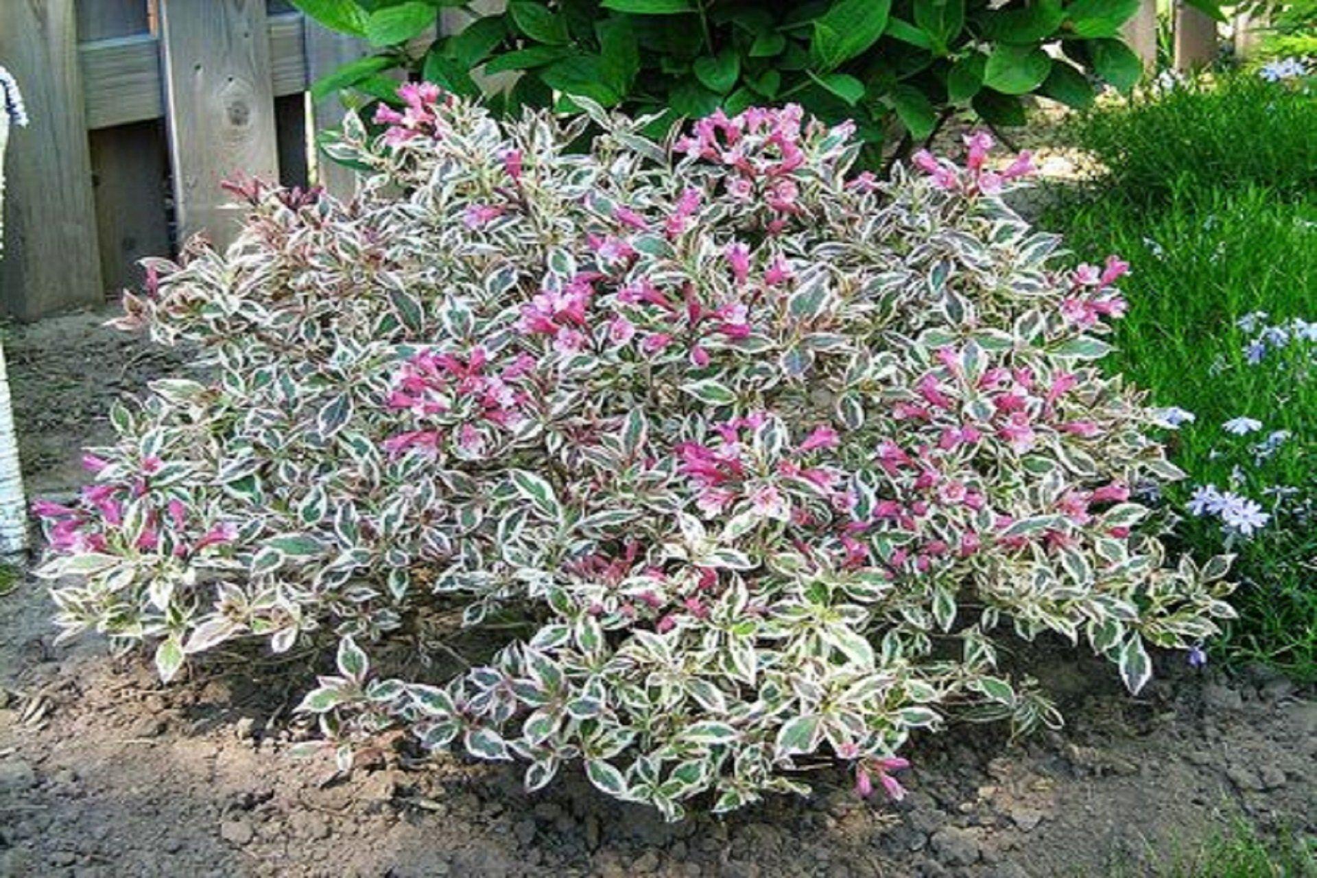 Weigela Florida My Monet - View 17 from www redcrocus com