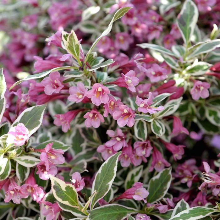 Weigela Florida My Monet - View 18 from www redcrocus com
