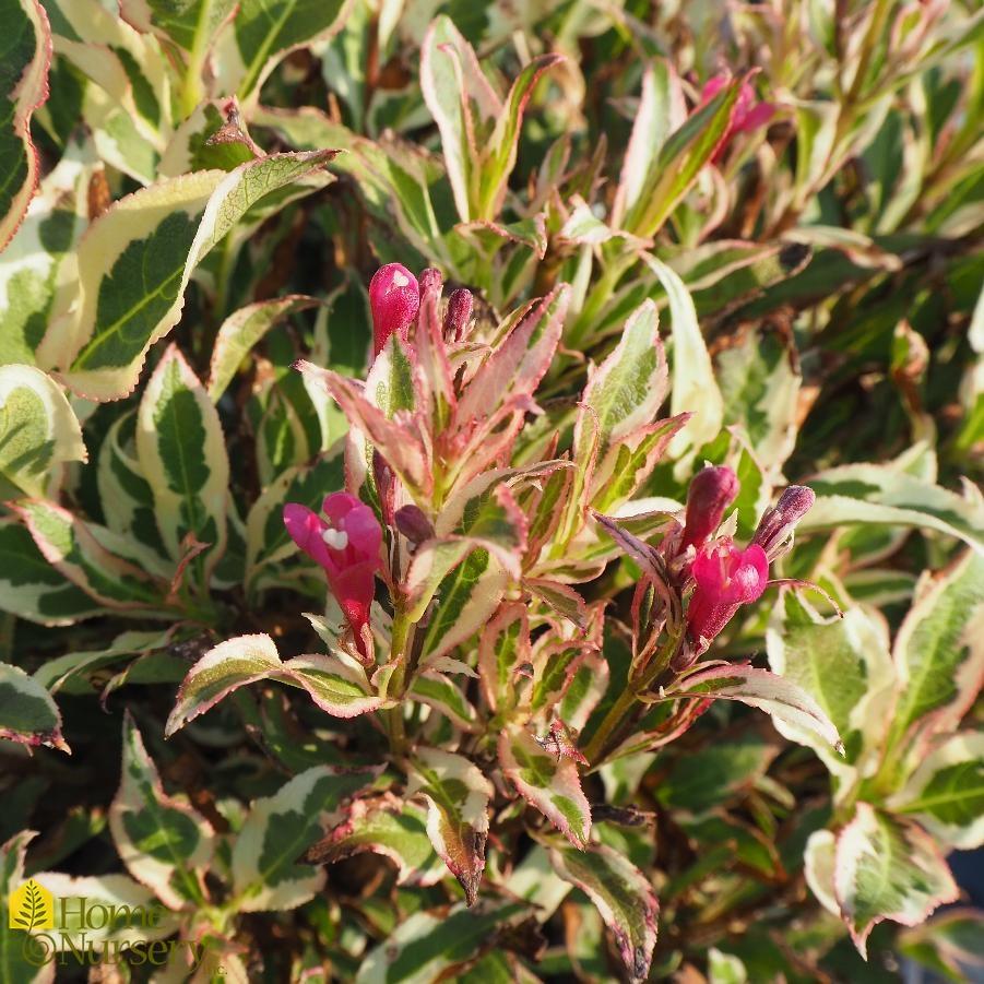 Weigela Florida My Monet - View 19 from www redcrocus com