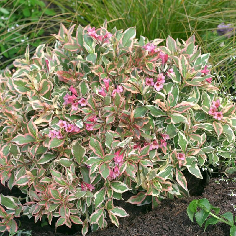 Weigela Florida My Monet - View 1 from www redcrocus com