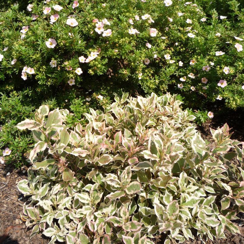 Weigela Florida My Monet - View 20 from www redcrocus com