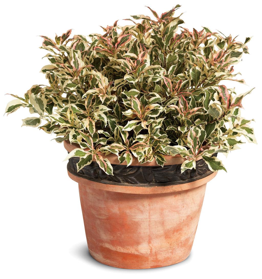 Weigela Florida My Monet - View 2 from www redcrocus com
