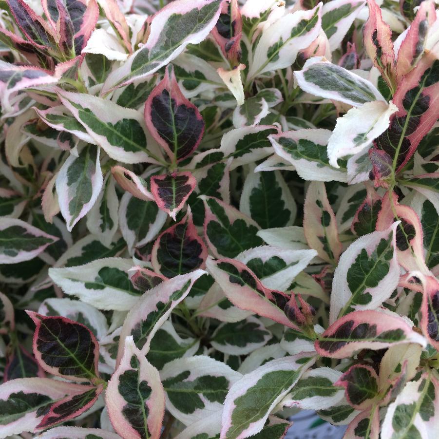 Weigela Florida My Monet - View 4 from www redcrocus com
