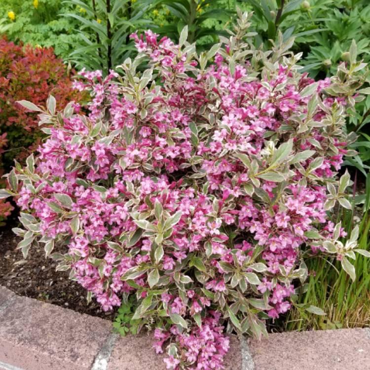 Weigela Florida My Monet - View 6 from www redcrocus com