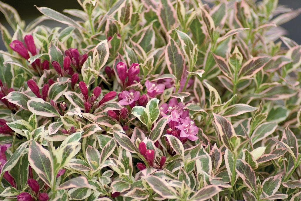 Weigela Florida My Monet - View 7 from www redcrocus com