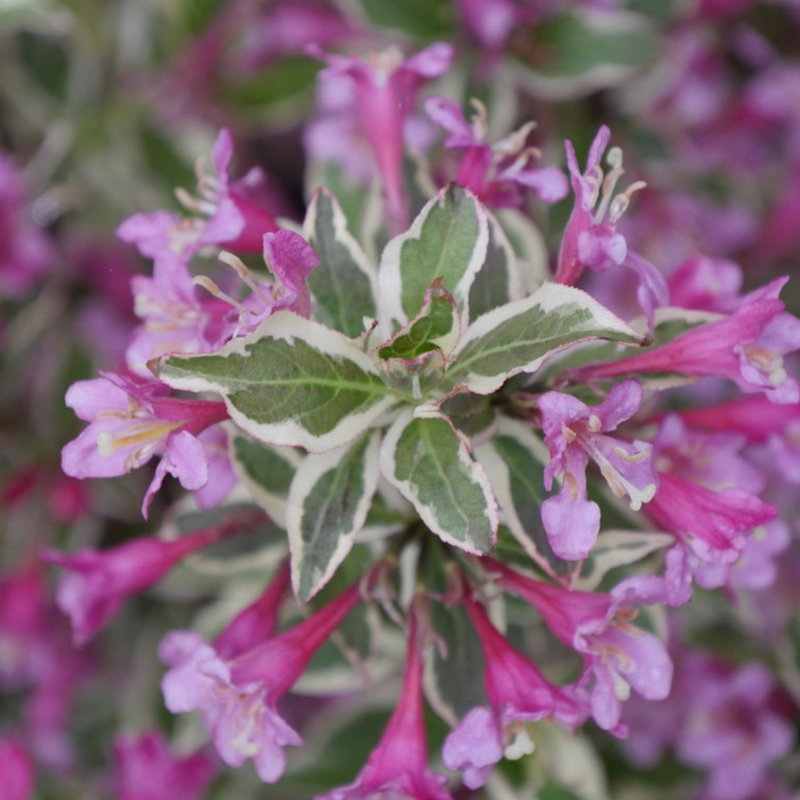 Weigela Florida My Monet - View 9 from www redcrocus com