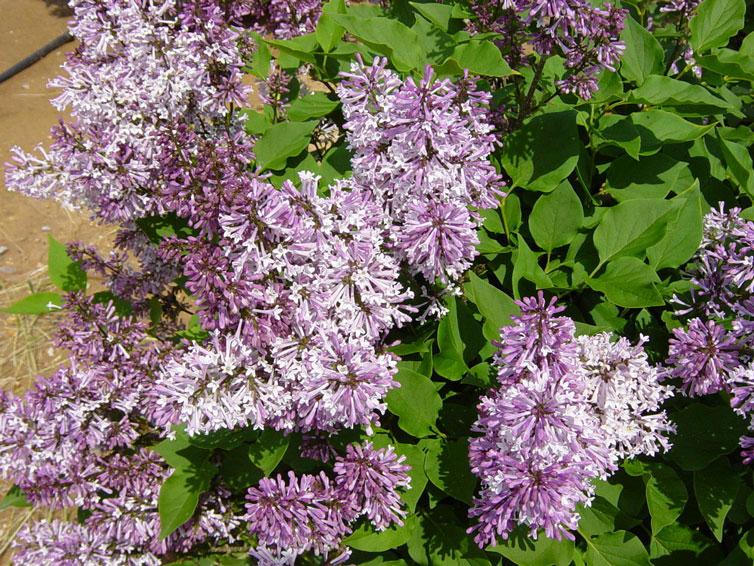 Syringa Patula Little Darling - View 15 from www redcrocus com