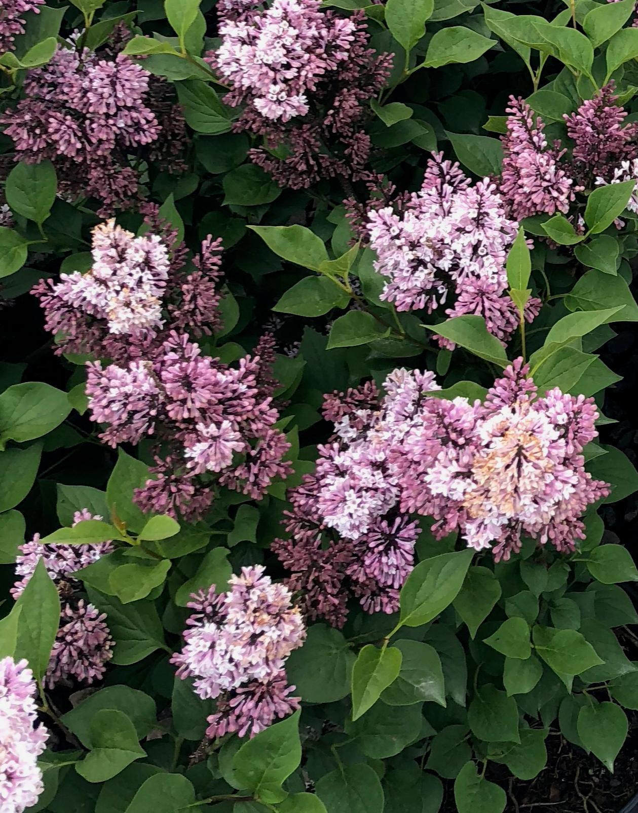 Syringa Patula Little Darling - View 2 from www redcrocus com