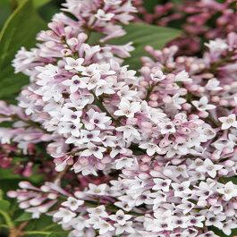 Syringa Patula Little Darling - View 5 from www redcrocus com