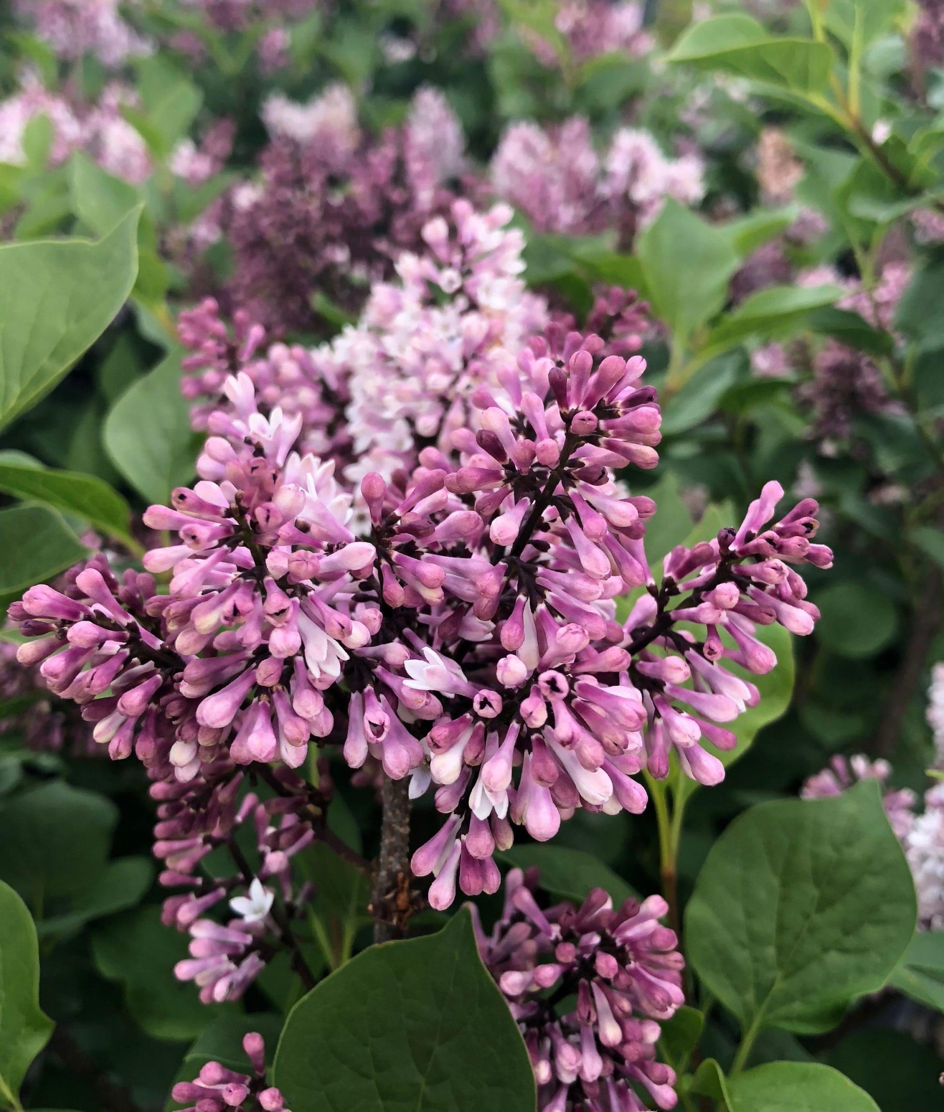 Syringa Patula Little Darling - View 6 from www redcrocus com