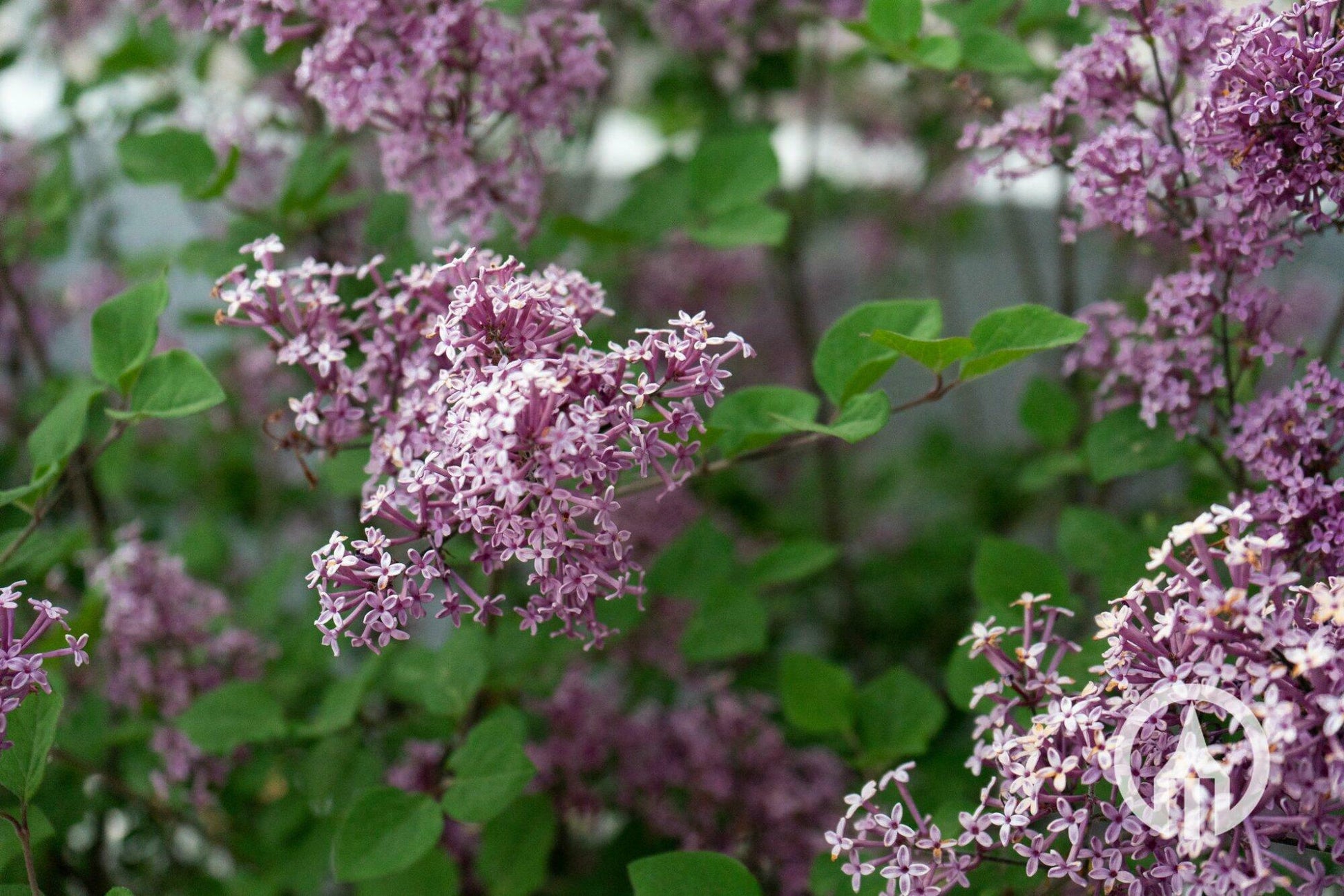Syringa Patula Little Darling - View 9 from www redcrocus com