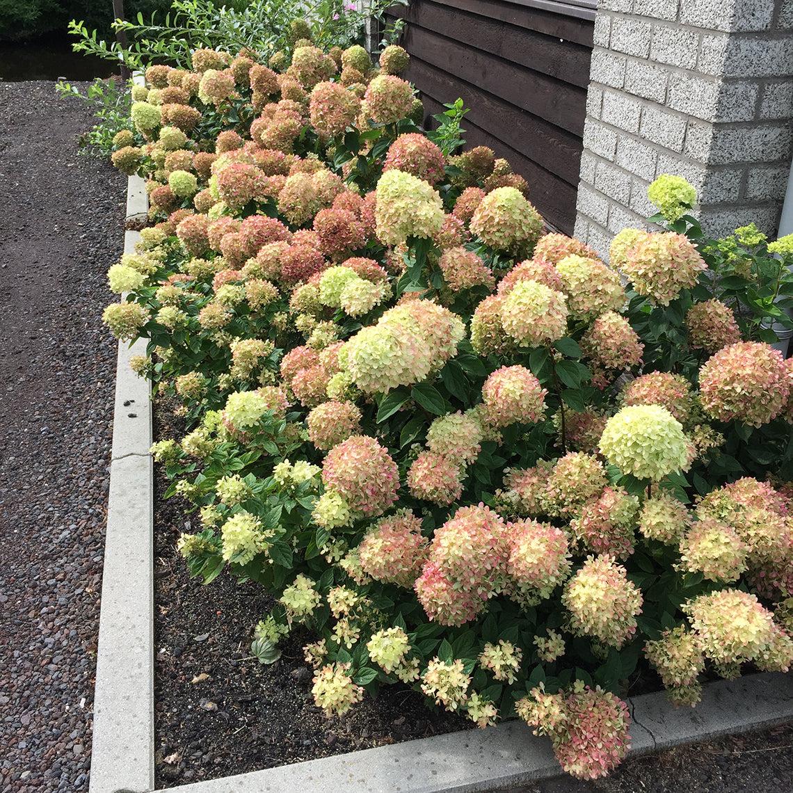 Hydrangea Paniculata Little Lime Punch - View 17 from www redcrocus com