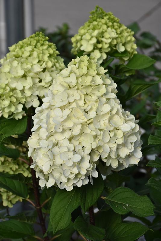 Hydrangea Paniculata Little Lime Punch - View 19 from www redcrocus com