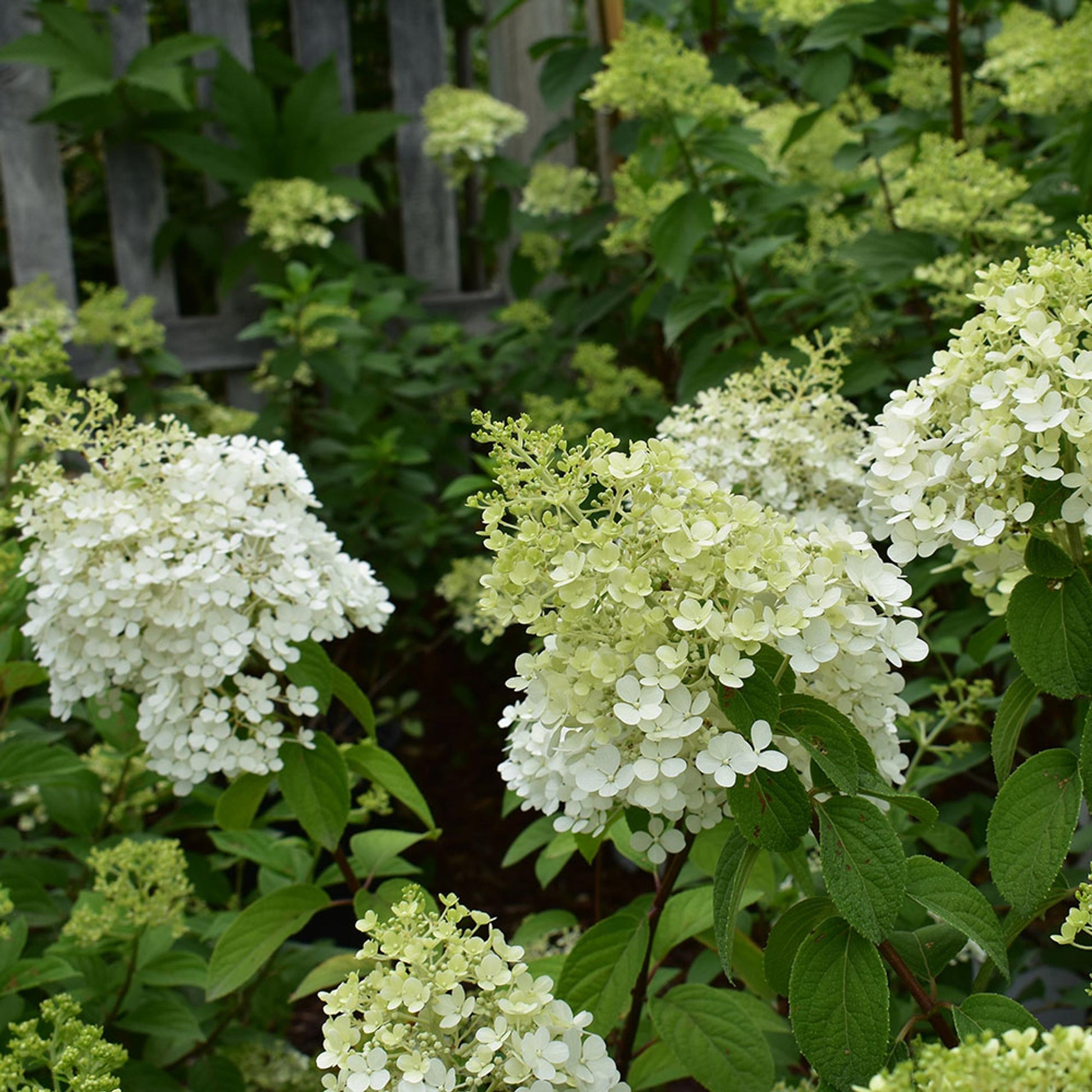 Hydrangea Paniculata Little Lime Punch - View 7 from www redcrocus com