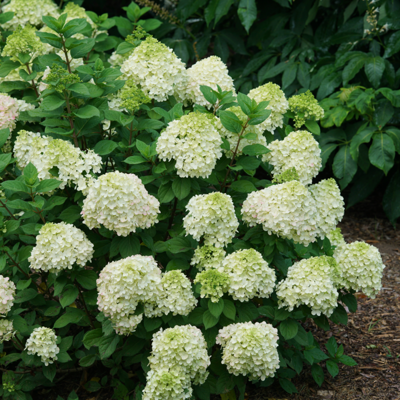 Hydrangea Paniculata Little Lime Punch - View 9 from www redcrocus com