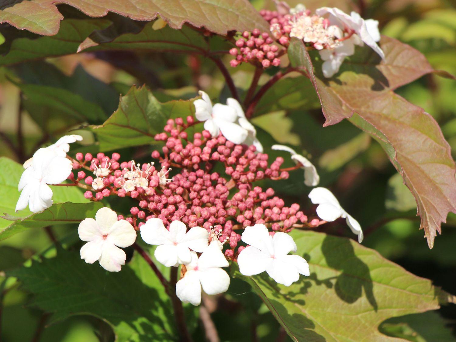 Viburnum Sargentii Onondaga - View 11 from www redcrocus com