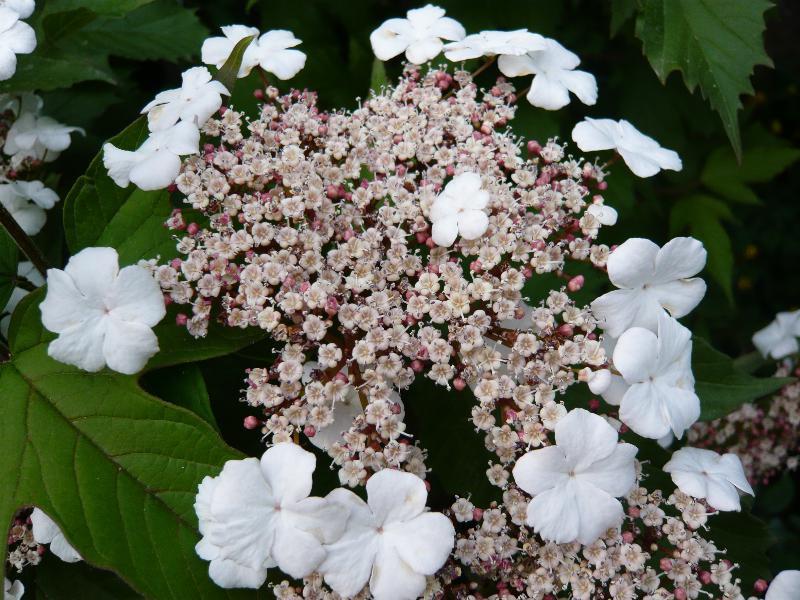 Viburnum Sargentii Onondaga - View 13 from www redcrocus com