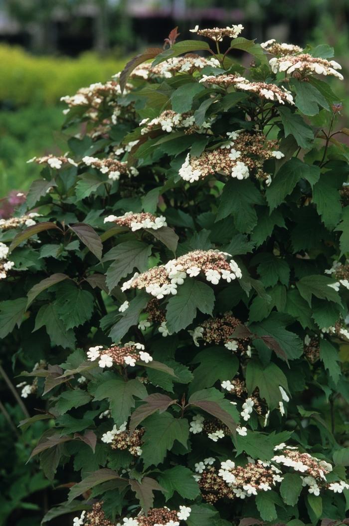 Viburnum Sargentii Onondaga - View 14 from www redcrocus com