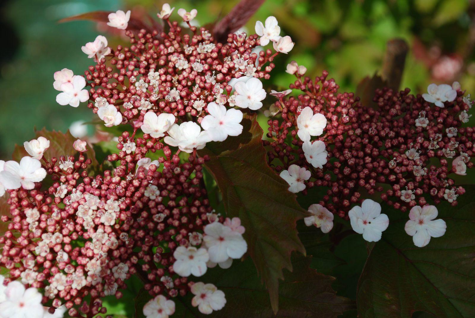 Viburnum Sargentii Onondaga - View 15 from www redcrocus com