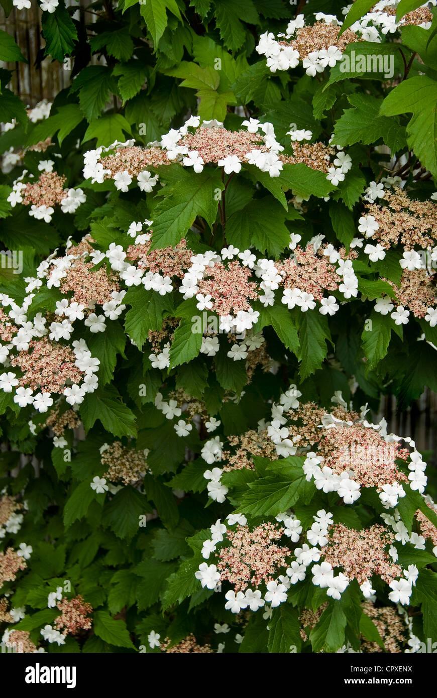 Viburnum Sargentii Onondaga - View 17 from www redcrocus com