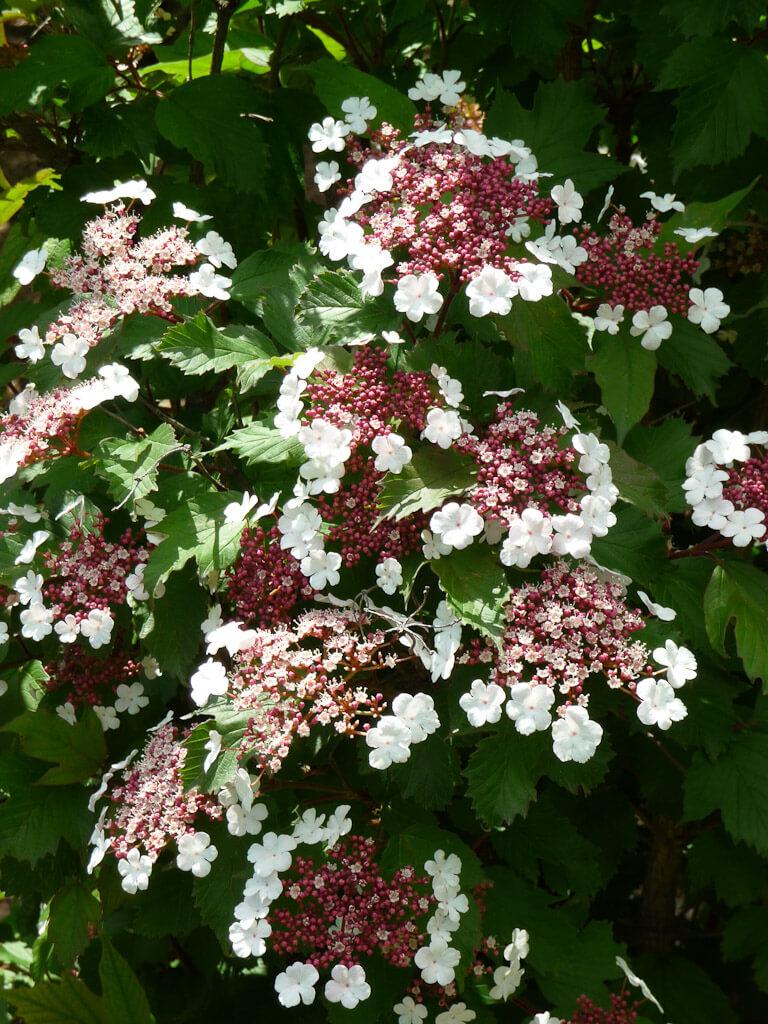 Viburnum Sargentii Onondaga - View 18 from www redcrocus com
