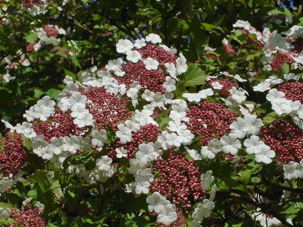 Viburnum Sargentii Onondaga - View 19 from www redcrocus com