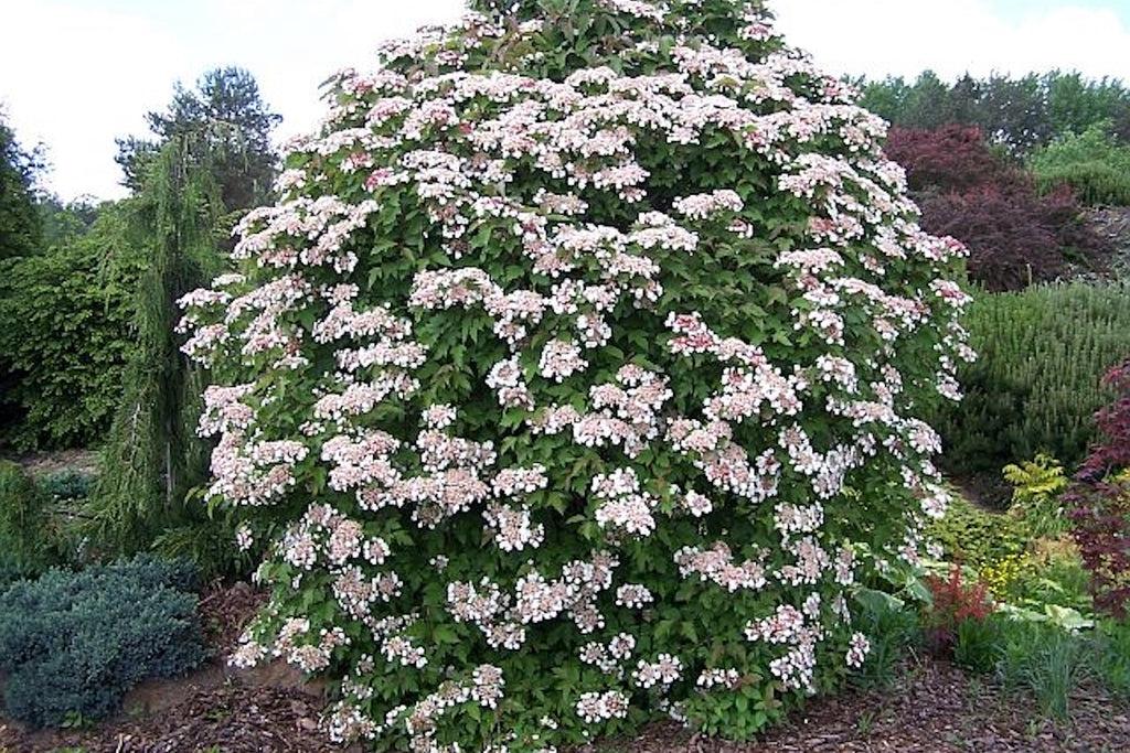 Viburnum Sargentii Onondaga - View 1 from www redcrocus com