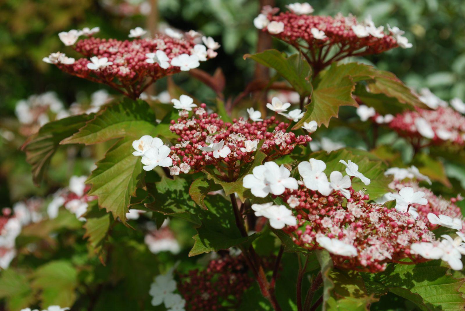 Viburnum Sargentii Onondaga - View 2 from www redcrocus com