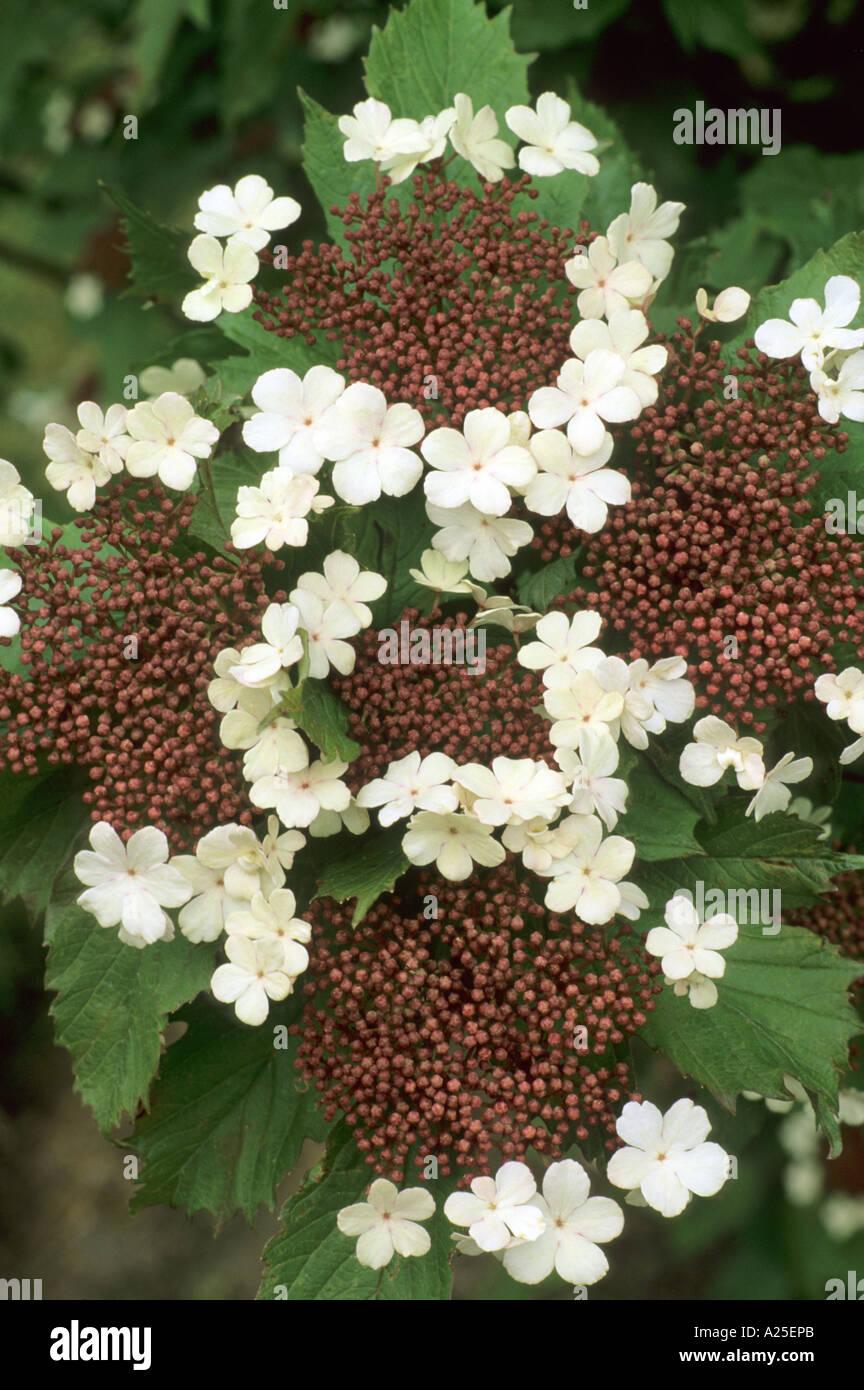 Viburnum Sargentii Onondaga - View 8 from www redcrocus com