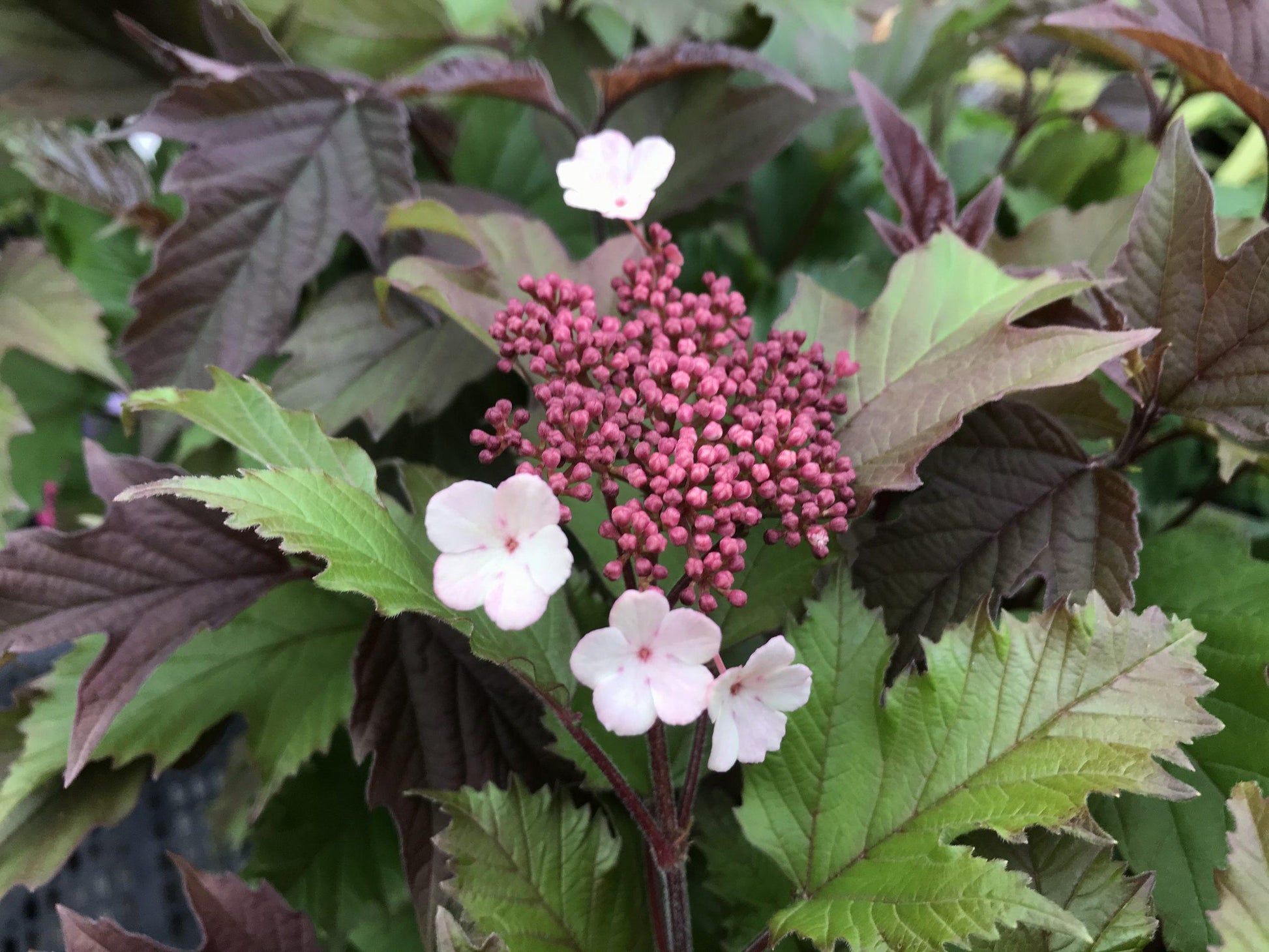 Viburnum Sargentii Onondaga - View 9 from www redcrocus com