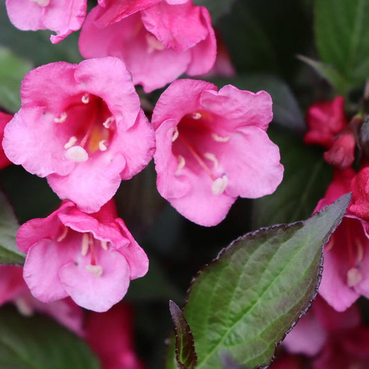 Weigela Florida 'sonic Bloom Wine' - View 1 from www redcrocus com