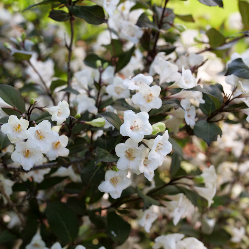 Weigela Florida 'wine And Spirits' - View 11 from www redcrocus com