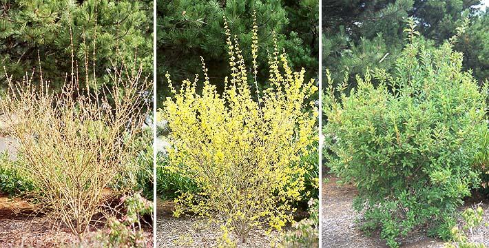 Forsythia Intermedia 'northern Gold' - View 10 from www redcrocus com