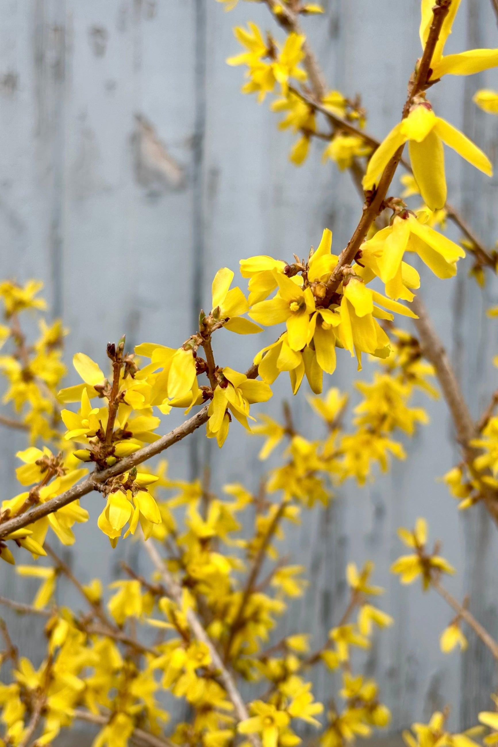 Forsythia Intermedia 'northern Gold' - View 14 from www redcrocus com