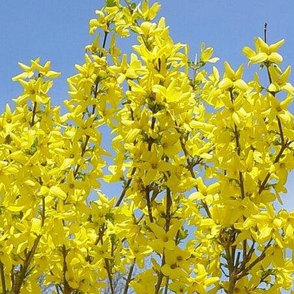 Forsythia Intermedia 'northern Gold' - View 15 from www redcrocus com