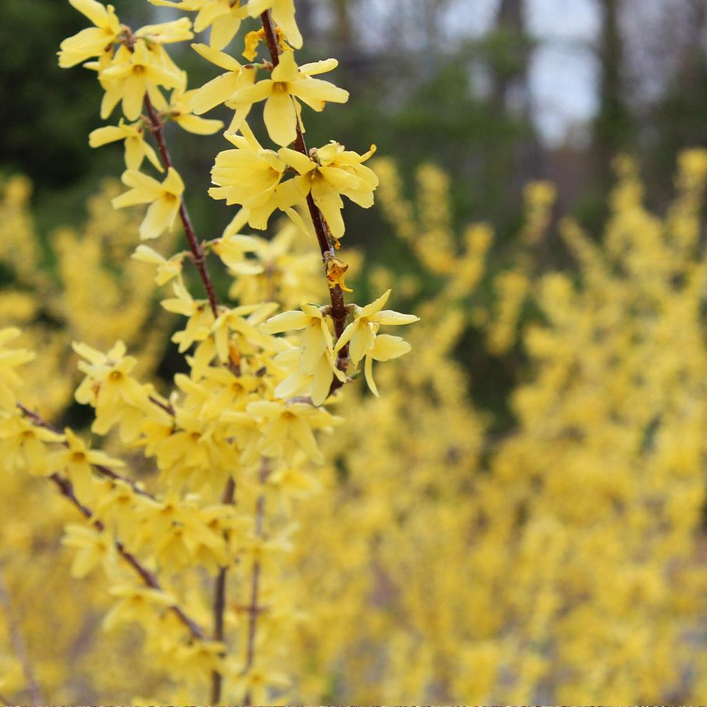Forsythia Intermedia 'northern Gold' - View 16 from www redcrocus com