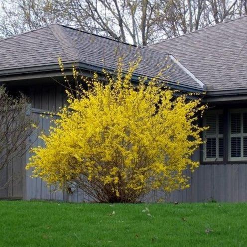 Forsythia Intermedia 'northern Gold' - View 17 from www redcrocus com