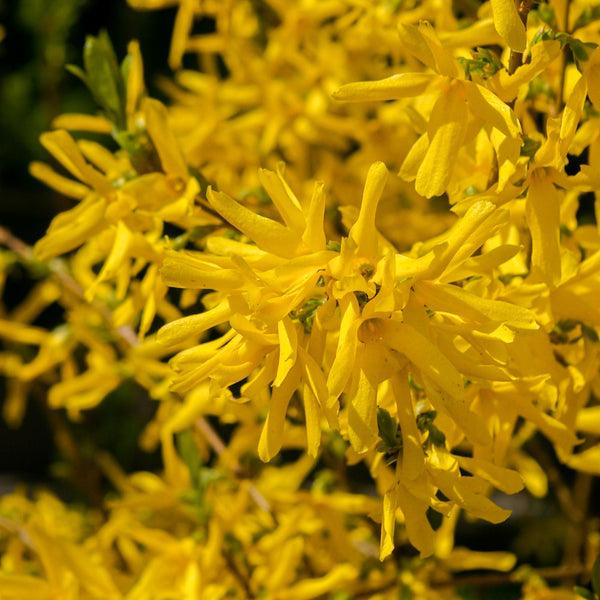 Forsythia Intermedia 'northern Gold' - View 18 from www redcrocus com