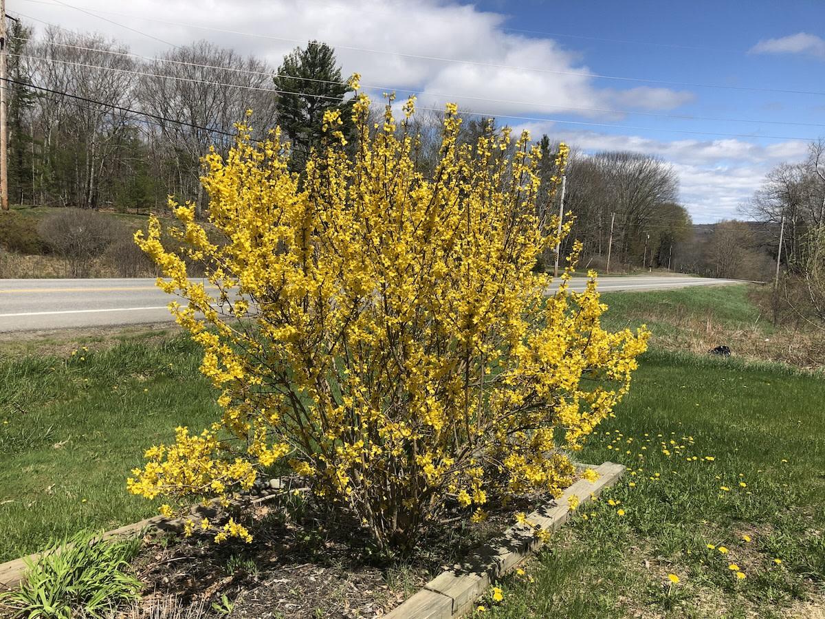 Forsythia Intermedia 'northern Gold' - View 19 from www redcrocus com