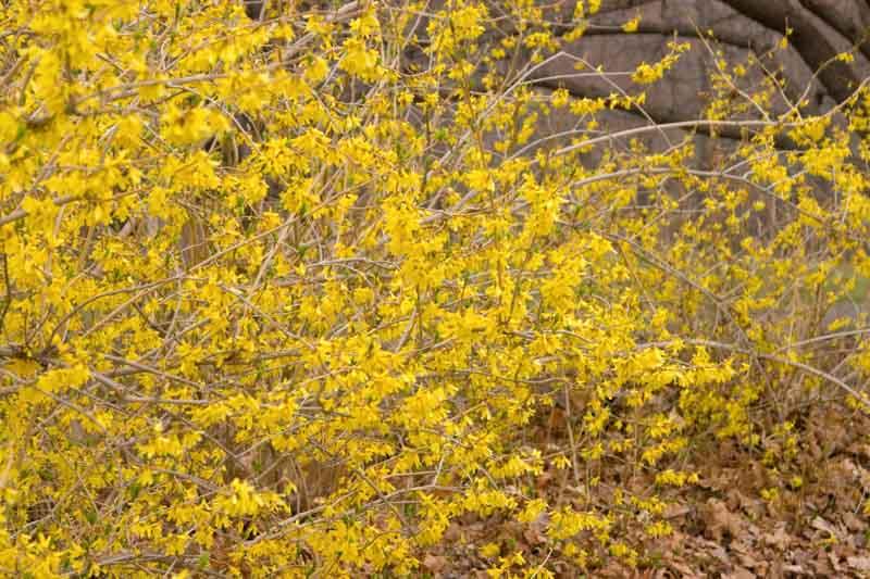 Forsythia Intermedia 'northern Gold' - View 1 from www redcrocus com
