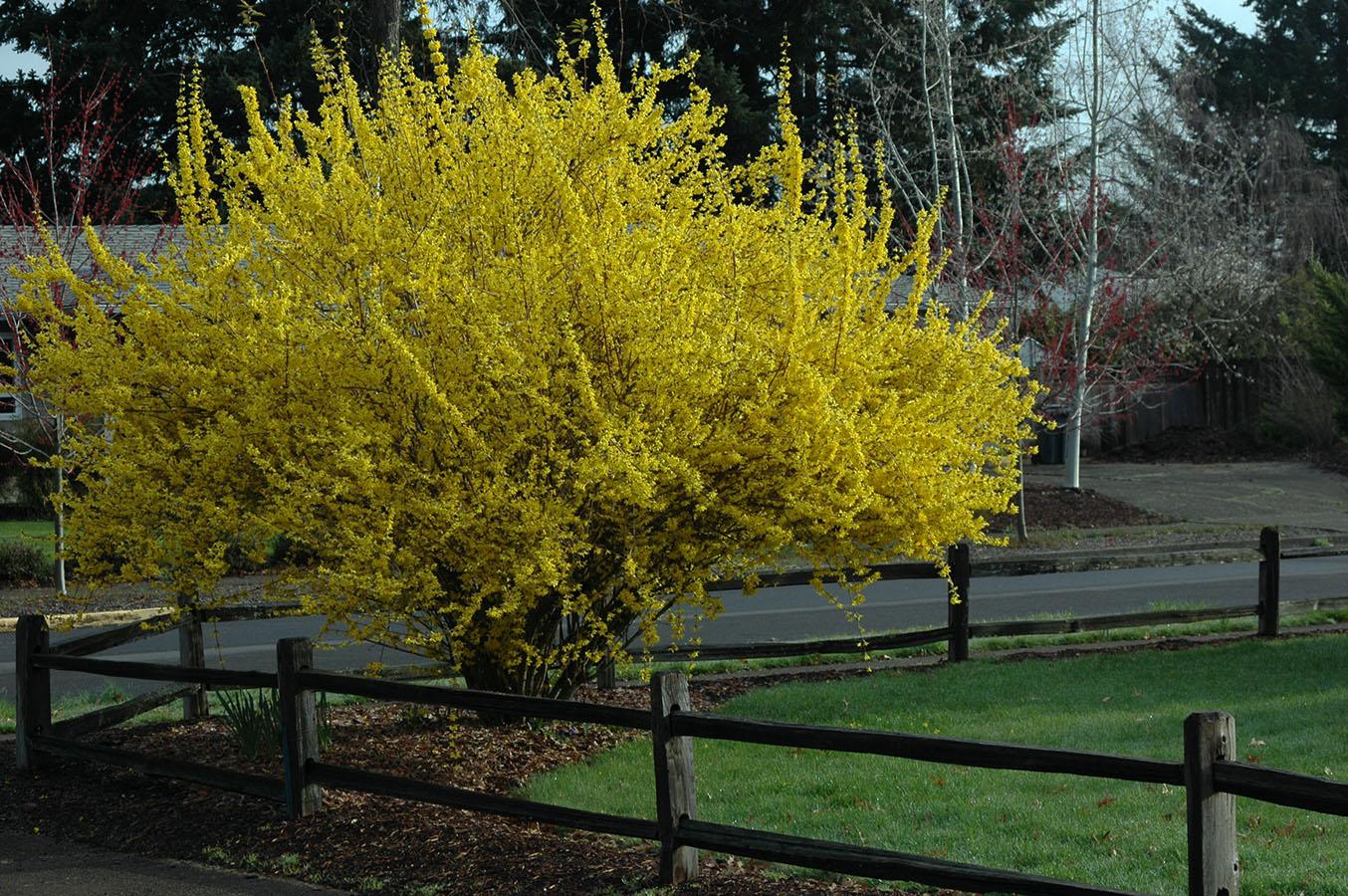 Forsythia Intermedia 'northern Gold' - View 2 from www redcrocus com