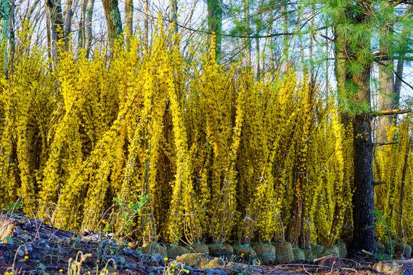 Forsythia Intermedia 'northern Gold' - View 3 from www redcrocus com