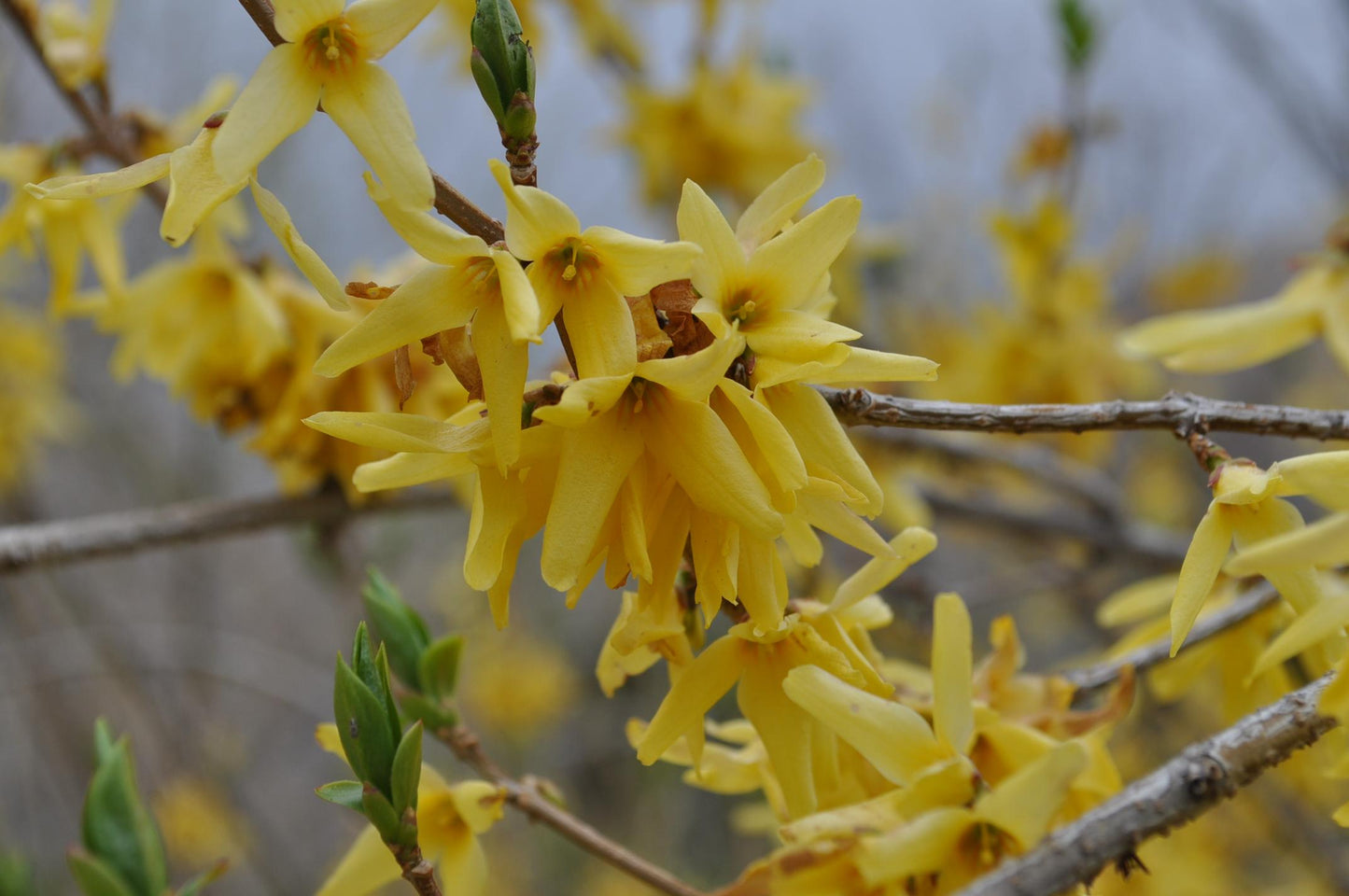 Forsythia Intermedia 'northern Gold' - View 4 from www redcrocus com
