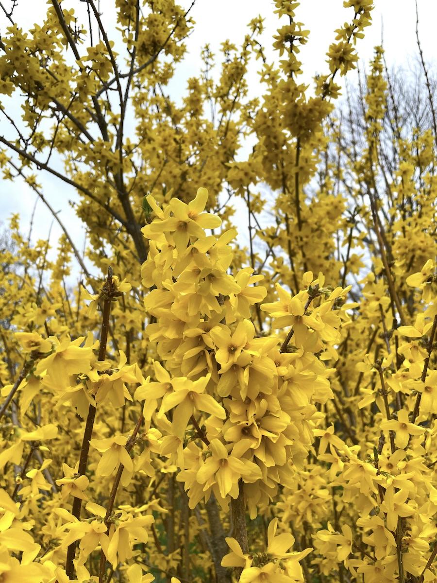 Forsythia Intermedia 'northern Gold' - View 6 from www redcrocus com