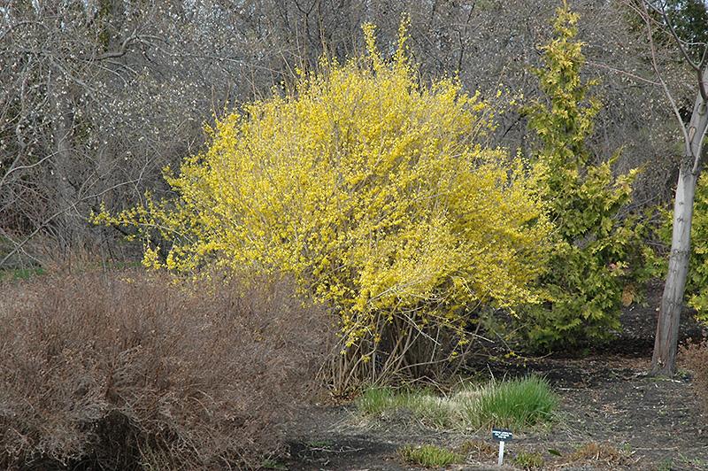 Forsythia Intermedia 'northern Gold' - View 7 from www redcrocus com