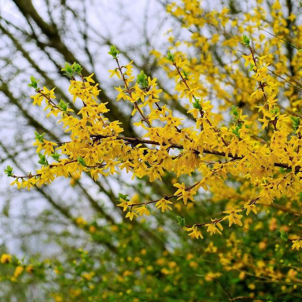 Forsythia Intermedia 'northern Gold' - View 9 from www redcrocus com