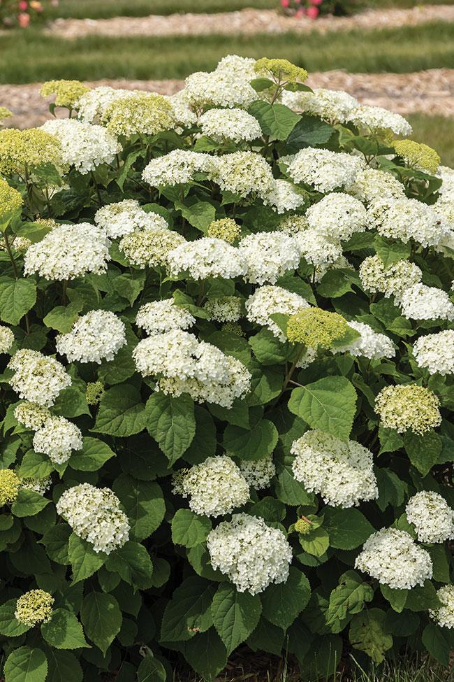 Hydrangea Arborescens 'flowerfull' - View 10 from www redcrocus com